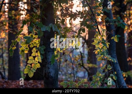 La bellezza degli alberi, Beech Trees Backlit in Delamere Forest, Cheshire, Inghilterra, UK Foto Stock