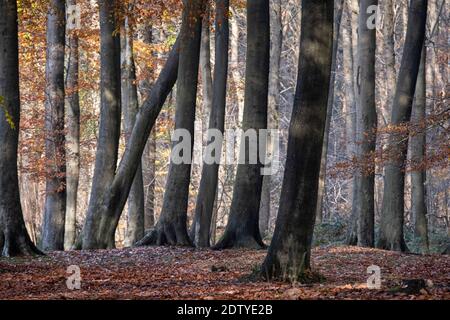 Alberi di faggio in Delamere Forest in autunno, Delamere Forest, Cheshire, Inghilterra, Regno Unito Foto Stock
