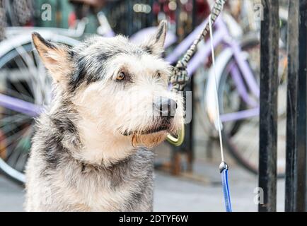 Cane animale domestico legato a una struttura metallica in una città marciapiede Foto Stock