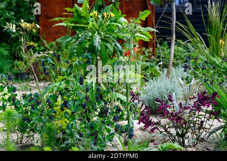 Cerintel,Salvia amore e desideri,salvias,fiori di salvia,fiori rosa viola,fioritura,RM Floral Foto Stock