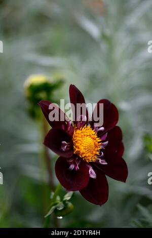 Dahlia notte Butterfly,collarette dalie,viola bianco a base di mirtillo palustre increspato fiori,fioritura,fiore,dahlia,RM Floral Foto Stock