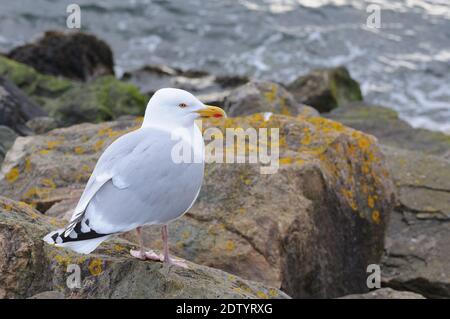 Un gabbiano europeo di aringhe (Larus argentatus) che si erge sulle rocce vicino al mare in Scozia, Regno Unito, Europa Foto Stock