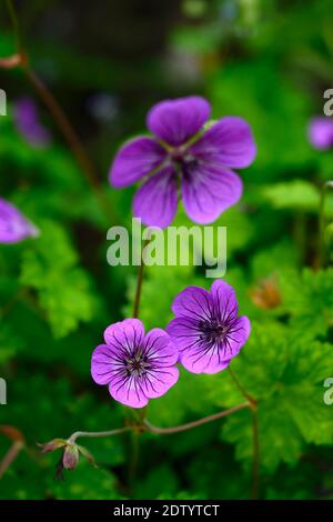 Geranio rosa penny, cranesbill rosa penny, magenta viola fiori, fiore, fioritura, gerani, giardino, giardini, RM Floral Foto Stock
