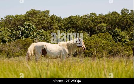 Cavallo selvatico, bianco, marcature marroni, fauna, animale, vegetazione verde, Assateague Island National Seashore; Maryland; USA; Berlino; MD; orizzontale; somma Foto Stock