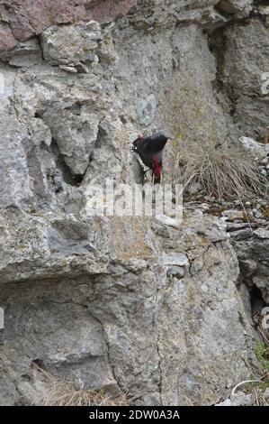 Wallsuperriduttore (Tichodroma muraria) Uomo adulto sulla scogliera con ali parzialmente aperte Georgia Maggio Foto Stock