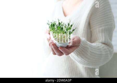 Piselli microgrede nelle mani della donna. Giorno della Terra. Germinazione di seme a casa. Spazio per il testo. Concetto Vegano e alimentazione sana. Germogli crescenti. Foto Stock