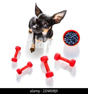 il cane del ratter di praga solleva un pesante grande manubri, come personal trainer , isolato su sfondo bianco Foto Stock