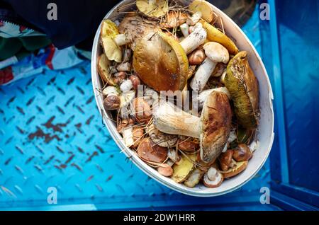 Funghi Boletus sporchi e non pelati in secchio di plastica. Raccolta di funghi selvatici nella foresta d'autunno. Nome di famiglia Boletaceae, nome scientifico Boletus edulis Foto Stock