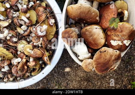 Funghi Boletus e Suillus sporchi e non pelati in secchio. Raccolta di funghi selvatici nella foresta d'autunno. Vista dall'alto Foto Stock