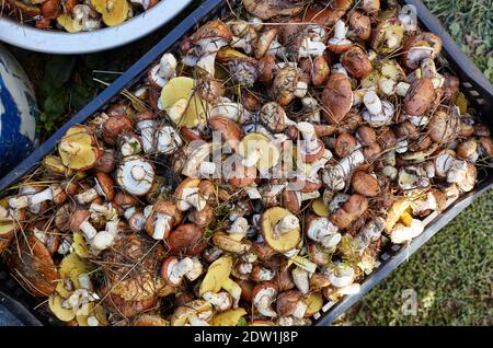 Funghi Suillus sporchi e non pelati in secchio. Raccolta di funghi selvatici nella foresta d'autunno. Nome di famiglia Boletaceae, nome scientifico Suillus. Vista dall'alto Foto Stock