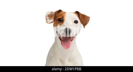 Cane sorridente. Divertente Jack Russell Terrier ritratto isolato su sfondo bianco. Foto Stock