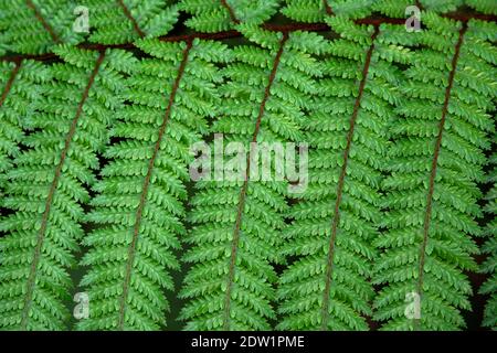 Chiusura della foglia verde di felce Foto Stock