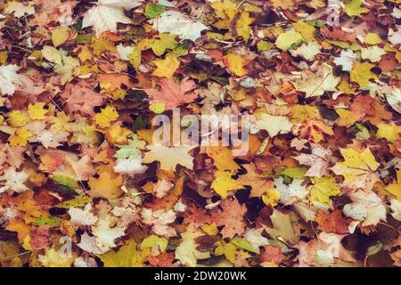 Foglie di acero caduto sulla superficie dell'acqua dello stagno, sfondo autunno. Foto Stock