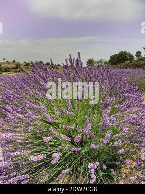 Fiore di lavanda, piantato nel terreno Foto Stock