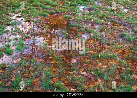 Un gruppo di alberi si riflette in acqua che allagano un prato, coperto di foglie cadute durante l'autunno. A Surry, Maine. Foto Stock