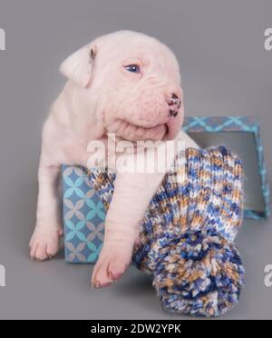 Il cane cucciolo del Bulldog americano sta sbadigliando sul grigio Foto Stock