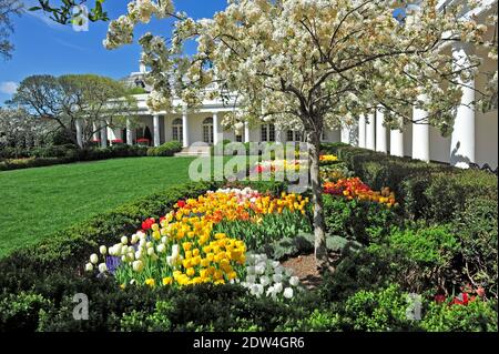 Foto d'archivio del Giardino delle Rose della Casa Bianca che mostra i tulipani e i fiori di ciliegio in fiore guardando da vicino alla Sala delle Palme verso l'Ufficio ovale a Washington, DC, USA, lunedì 21 aprile 2014. Foto di Ron Sachs/CNP/ABACAPRESS.COM Foto Stock