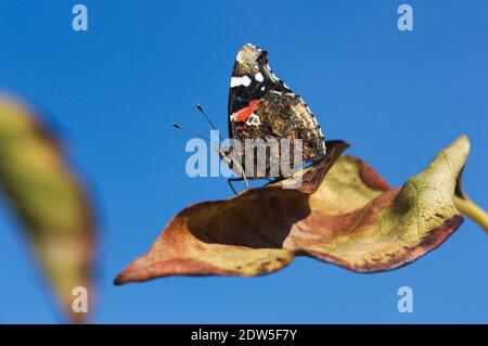 Primo piano di una farfalla Vanessa Cardui appollaiata su una foglia mentre si crogiolava al sole di mezzogiorno. Immagine con spazio di copia Foto Stock
