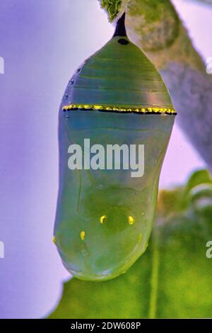 Macro shot di un bellissimo monarca verde crisalide con sbalorditive marcature d'oro. Foto Stock