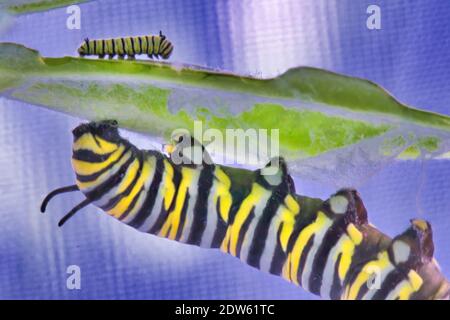 Catepillare monarca molto grande e molto piccolo sulla parte superiore e inferiore di una foglia verde. Foto Stock