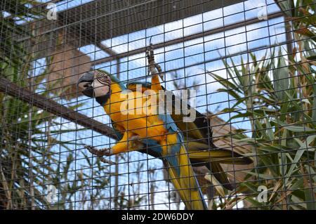 tramonto,zoo,fiore,vacanze,estate,spiaggia,conchiglie,fotografia,galleria,immagine,alamy,viaggio,viaggio,blog,blogger,bellezza,instagram,snapchat,pappagallo Foto Stock