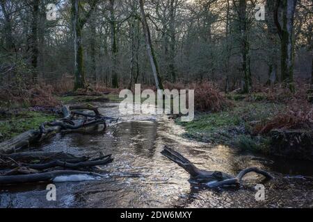 Flechs Water - un piccolo fiume nella New Forest vicino a Rhinefield nel New Forest National Park durante l'inverno, Hampshire, Inghilterra, Regno Unito Foto Stock