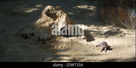 Un meerkat (Suricata suricatta) che riposa alla luce del sole in un pit di sabbia vicino all'ingresso del suo burrow Foto Stock