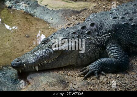 Il coccodrillo del Morelet messicano (Crocodylus moreletii) dorme. Denti bianchi prominenti e visibili in bocca; artigli sabbiosi sparsi dalla testa; sonnolenza Foto Stock