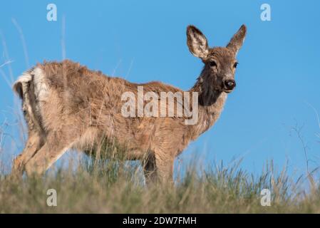 Mule Deer, patrimonio dell'umanità dell'Iwetemlaykin, Oregon. Foto Stock