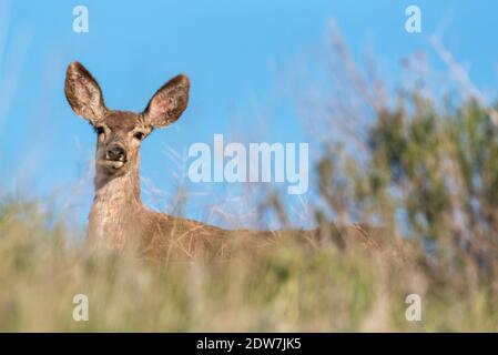 Mule Deer, patrimonio dell'umanità dell'Iwetemlaykin, Oregon. Foto Stock