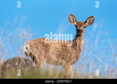 Mule Deer, patrimonio dell'umanità dell'Iwetemlaykin, Oregon. Foto Stock