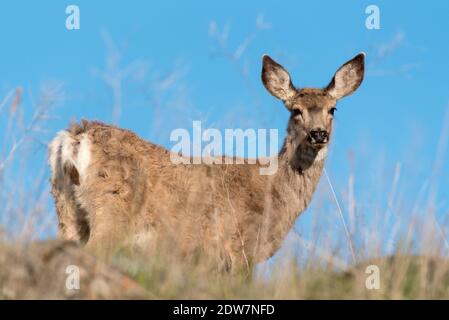 Mule Deer, patrimonio dell'umanità dell'Iwetemlaykin, Oregon. Foto Stock