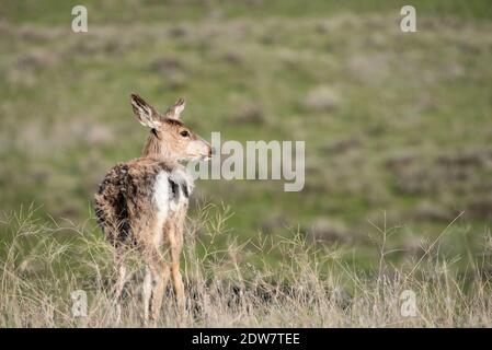 Mule Deer, patrimonio dell'umanità dell'Iwetemlaykin, Oregon. Foto Stock
