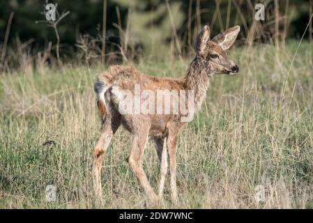 Mule Deer, patrimonio dell'umanità dell'Iwetemlaykin, Oregon. Foto Stock