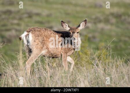 Mule Deer, patrimonio dell'umanità dell'Iwetemlaykin, Oregon. Foto Stock