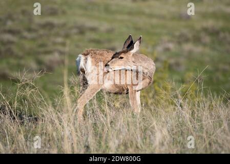 Mule cervi che si addressano, Iwetemlaykin state Heritage Site, Oregon. Foto Stock