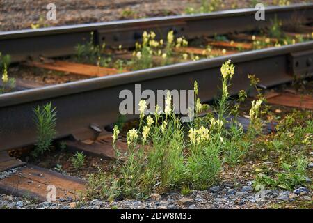 i fiori selvatici di toadflax sono cresciuti tra traversine e rotaie su binari ferroviari Foto Stock