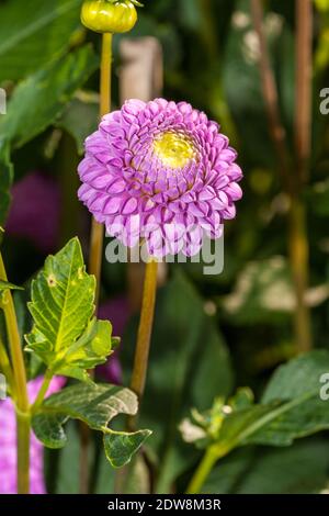 "Pomponette' Pompon dalia, Pompondahlia (Dahlia x Hortensis) Foto Stock