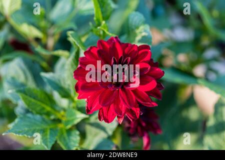 'Notte Araba' decorazione formale Dahlia, Dekorativdahlia (Dahlia x Hortensis) Foto Stock