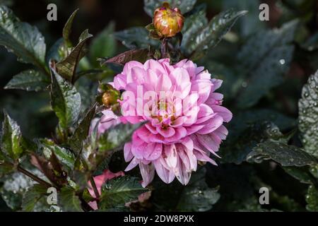 'Melody' armonia formale dalia decorativa, Dekorativdahlia (Dahlia x Hortensis) Foto Stock