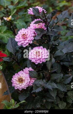 'Melody' armonia formale dalia decorativa, Dekorativdahlia (Dahlia x Hortensis) Foto Stock