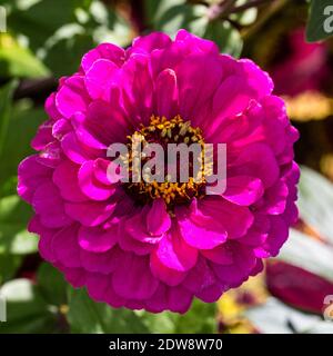 Zinnia comune "Principe viola", Zinnia (Zinnia elegans) Foto Stock