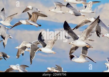 Sciame di gabbiani volanti di fronte al cielo blu Foto Stock
