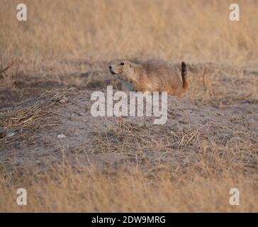 Primo piano di un cane di prateria dalla coda nera sul suo tumulo con erba secca in primo piano e sullo sfondo. Fotografato nel Badlands National Park, South D Foto Stock