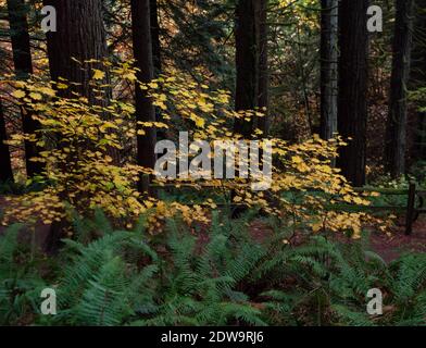 Felci, foglie d'autunno dorate e tronchi d'albero sempreverdi in Hoyt Arboretum a Portland, Oregon Washington Park Foto Stock