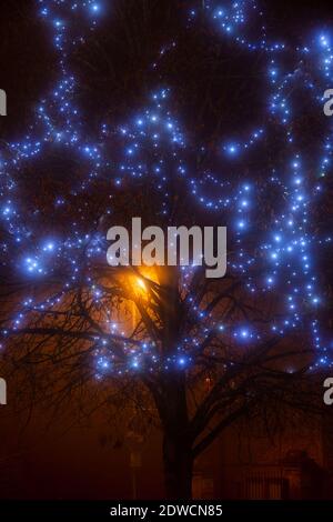 Luci di Natale blu negli alberi lungo brackley High Street nella nebbia di prima mattina. Brackley, Northamptonshire, Inghilterra Foto Stock