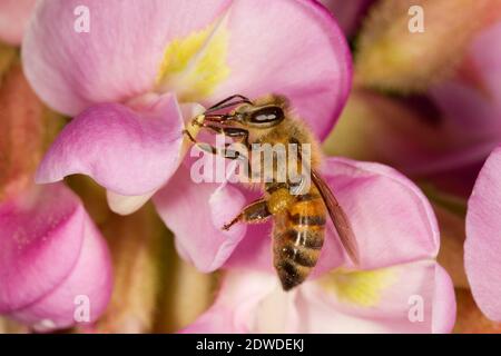 Western Honey Bee femmina, Apis mellifera, Apidi. Nectaring a New Mexico Locust, Robinia neomexicana, Fabaceae. Foto Stock