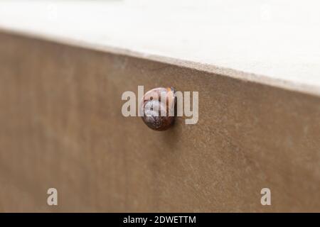 La lumaca si è attaccata al muro. Lumaca sul muro dopo la pioggia Foto Stock