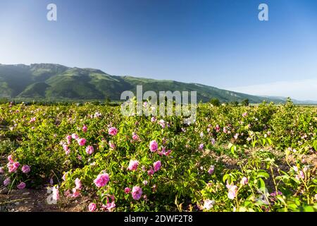 Campo di rose, raccolta di rose, rose estenuanti, Valle delle rose, Kazanlak, Provincia di Stara Zagora, Bulgaria, Europa sudorientale, Europa Foto Stock