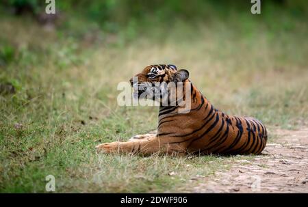 Tigre del Bengala (Panthera tigris Tigris) rotolando sulla parte posteriore, l'habitat naturale di una tigre, comportamento del gatto di una tigre, Foto Stock